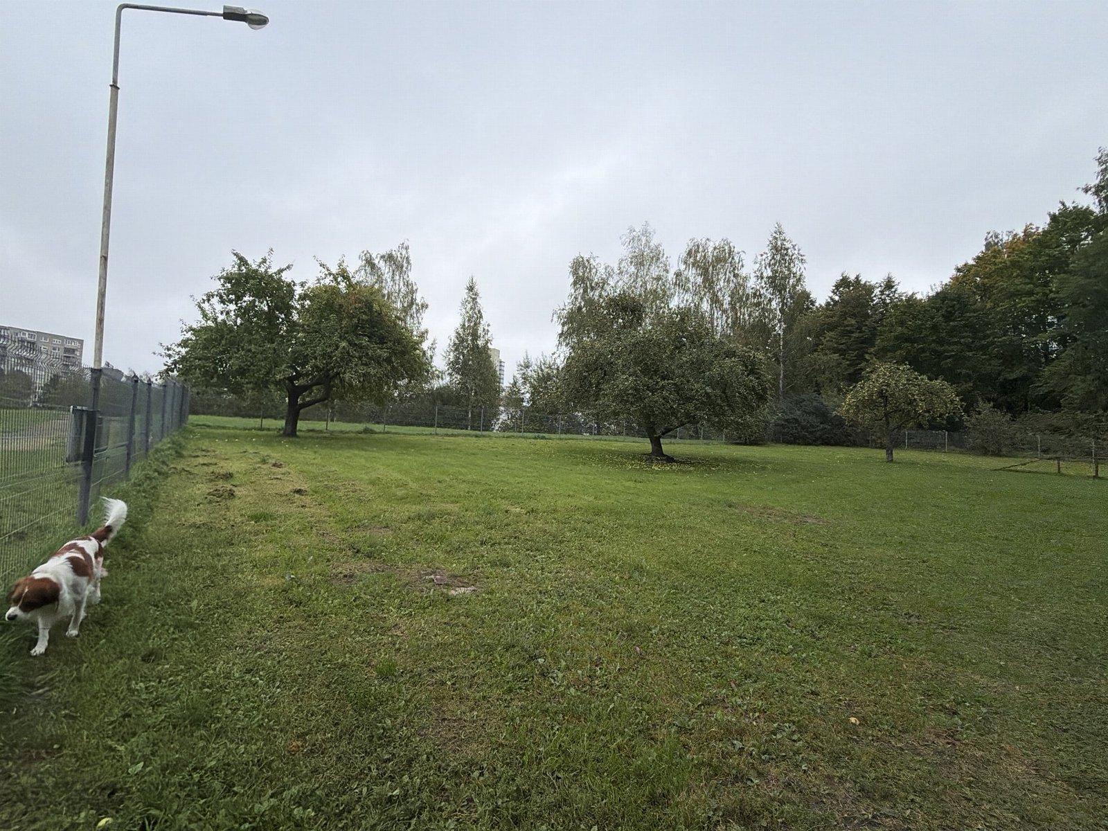 Šunų vedžiojimo aikštelė — nuotrauka 2